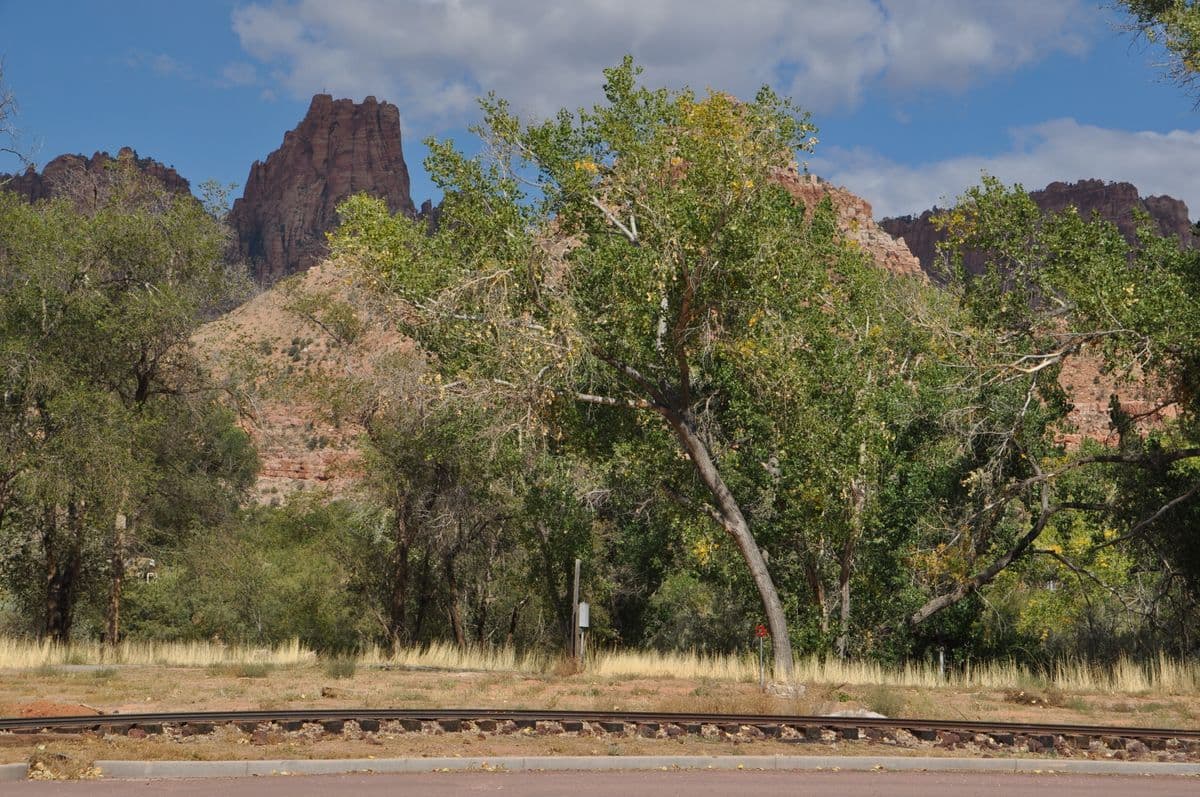 Cottonwood trees beneath the red cliffs of Short Creek Valley